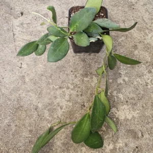 Hoya Bilobata Live Plant 7" Tall, Wax Plant in 3" Pot - Porcelain Flower