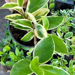 Hoya Carnosa Krimson Queen 5" Tall Variegated Hoya Succulent 4" Pot