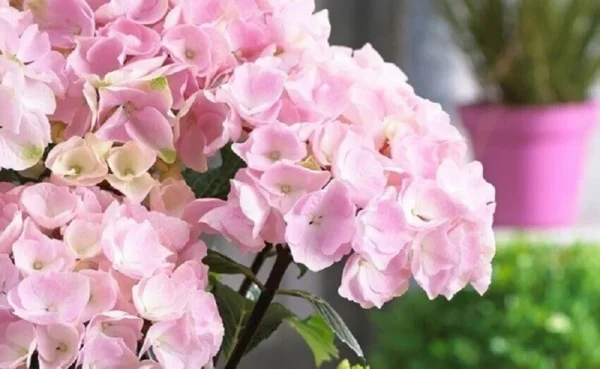 Hydrangea 'Onyx Flamingo' Starter Plant - 3-5 Inch - Black Stems & Pink Blooms