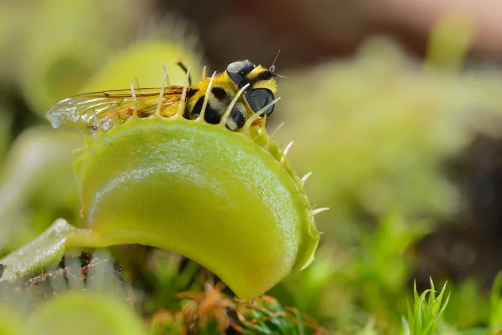Insects trapped in a Venus fly trap