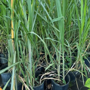 Amie’s Garden Sugarcane Tree - 3 Feet - 3 Gallon Pot - Fast Growing & Easy Care