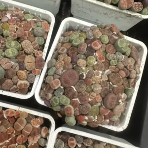 Lithops - Lithops Live Plants 120-150 pcs - 3 Inch Square - Colorful Organic Succulents