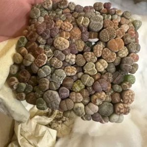 Lithops - Lithops Live Plants - 200-250pcs - 4 Inch Square- Colorful Organic Succulents