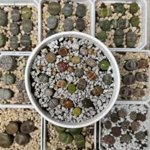 Lithops - Lithops Live Plants 40pcs – 0.3-0.4” Rare Colorful Living Stones – Succulent Mix