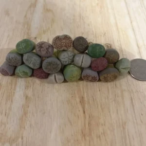 Lithops Living Stone Succulents - Lithops Live Plants 80pcs (0.4-0.5”) - Colorful Bare Root Plants