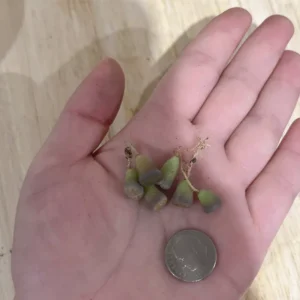 Lithops Succulent Plants - Lithops Live Plants - 30pcs (0.2-0.3") - Colorful Living Stones, Bare Root