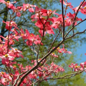 Red Dogwood Cherokee Chief Bare-root 2-3 Feet Tall | Flowering Tree for Landscapes