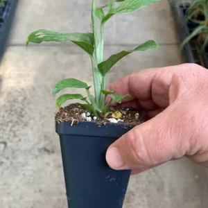 Monstera Adansonii - Swiss Cheese Plant - 4” Live Potted Houseplant