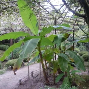 Musa Basjoo Banana Tree 2-3 Ft Tall - Cold Hardy Banana - Fast Growing