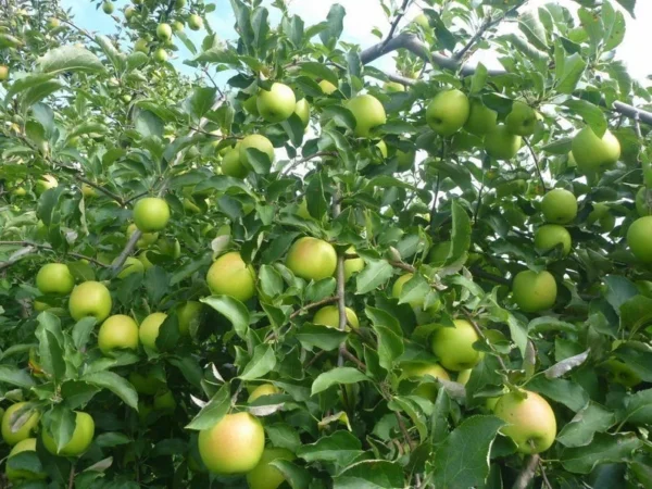 Mutsu Apple Tree Gallon Pot 24” Height | Crispin Apple for Fresh Eating and Baking