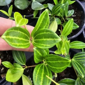 Peperomia Funky Frog Beetle Live Plant 4