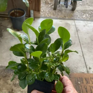 Peperomia Obtusifolia - Baby Rubber Plant - 6-8" Tall - Live Indoor Houseplant