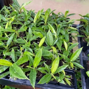 Philodendron Narrow Jungle Boogie 3" Plant - Tropical Evergreen with Serrated Leaves