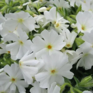 Phlox Subulata 'White' - Creeping Phlox Starter Plant - 4-6 Inches