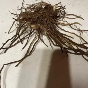 Pink Lady’s Slipper Orchid - Double Crown - Live Bare Root