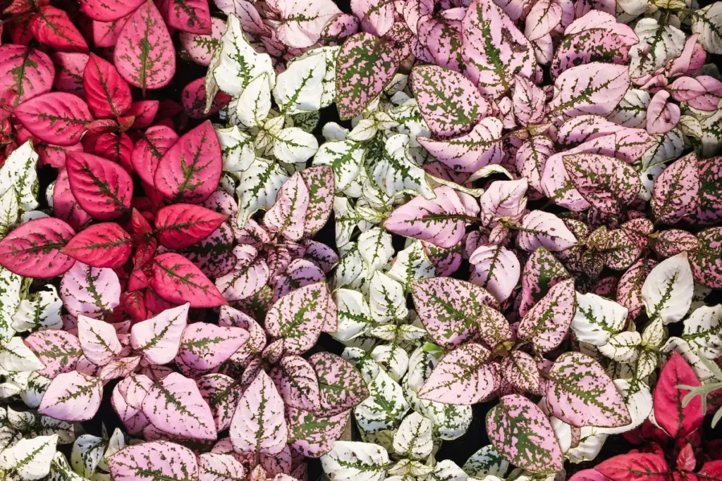 Polka Dot Plant (Hypoestes phyllostachya)