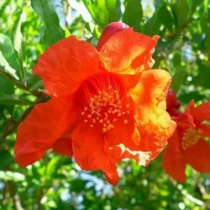 Pomegranate 'Wonderful' Live Plant 6.5" Edible Fruit Tree - Punica Granatum