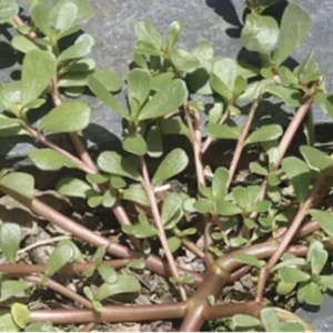 Portulaca Sativa Omega 3 Leafy Plant with Live Roots - Potted Plant
