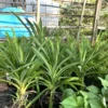 Potted Pandan Leaves Plant 15"-20” Tall Organic Growing Cây Lá Dứa