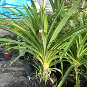 Potted Pandan Leaves Plant 15"-20” Tall Organic Growing Cây Lá Dứa