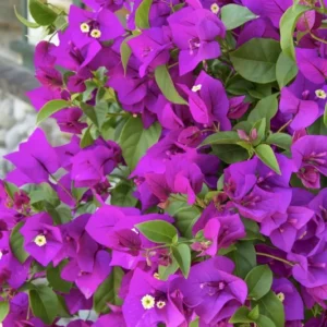 Purple Bougainvillea Live Plant 4
