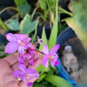 Purple Lavender Ground Orchid - Spathoglottis Plicata - 12" Tall in 4" Pot - Stunning Blooms