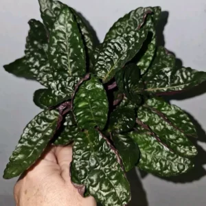 Purple Waffles Live Plant 4