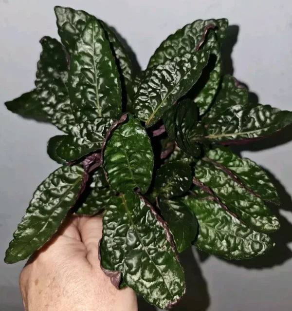 Purple Waffles Live Plant 4" Pot - Hemigraphis Alternatha, Stunning Purple Foliage