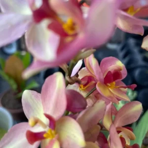 Purple Yellow Ground Orchid - Spathoglottis Plicata - Live Flowering Plant in 4" Pot