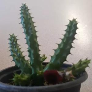 Red Dragon Succulent Huernia Schneideriana 5" Live Plant Potted