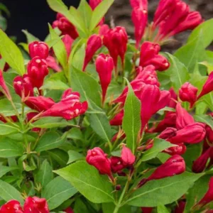 Red Weigela - 2 Bare-Roots - Vibrant Red Flowers - Deciduous Shrub - 12-18 Inch Tall
