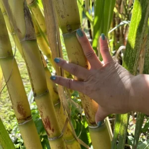 Rooted Sugarcane Cutting 5pcs Live Plant | Ready to Grow Tropical Sugarcane