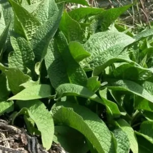 Russian Comfrey Bocking 14 Live Root Cuttings for Growing - Easy to Grow