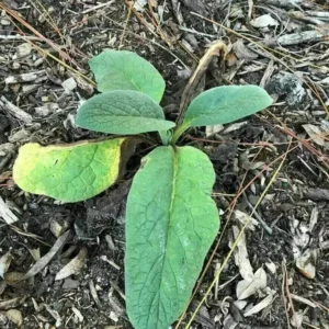 Russian Comfrey Bocking 14 Root Cuttings - Live Plant Starts