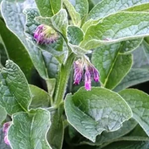 Russian Comfrey Live Root Cuttings - Bocking 4 Cultivar - Growing Roots