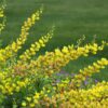 Baptisia Solar Flare Starter Plant - Hardy Perennial - 4ft - Yellow to Orange Flowers