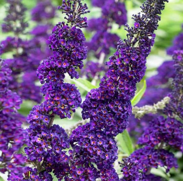 Buddleia 'Black Knight' Butterfly Bush - 2-4 Inch - Fragrant Shrub