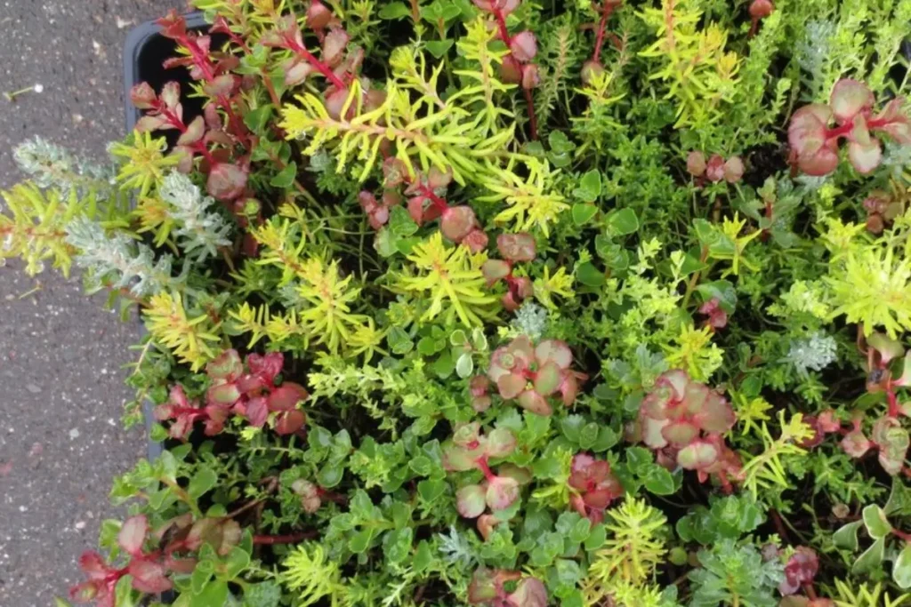 Sedum ‘Miniature Stonecrop’ (Sedum spp.)