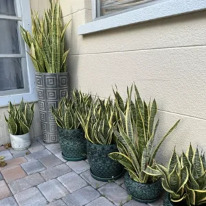 Snake Plant Mother-In-Law's Tongue Sansevieria Roots Ceylon Premium Live Plant