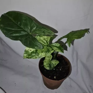 Syngonium Mojito - Variegated Arrowhead Live Plant | 4