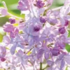 Syringa New Age Lavender Starter Plant - 5-6 Inch - Hardy Fragrant Shrub