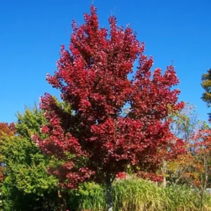 Sun Valley Maple Tree Bare-root - 18-24 Inch Tall - Red Foliage, No Seeds