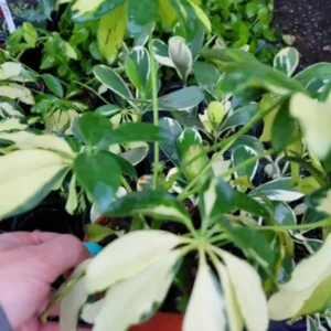 Trinette Variegated Schefflera Live Plant, 10-12 Inches Tall, Yellow Green Foliage, Umbrella Tree