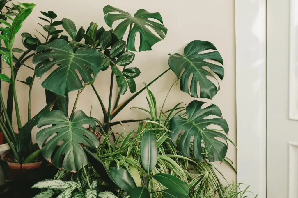 Tropical Plants