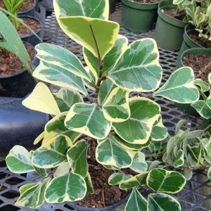 Variegated Ficus Triangularis Live Plant - 10 to 12