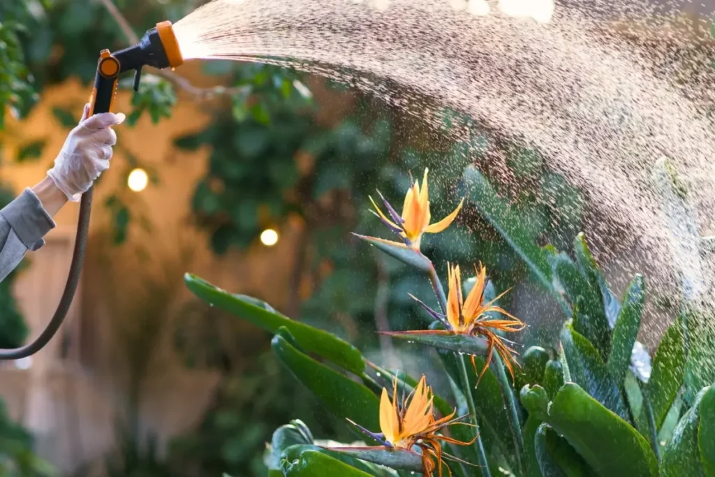 Watering Tropical Plants