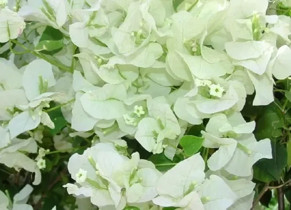 White Bougainvillea Live Plant 5-7 Inches Tall 4" Pot Paper Flower