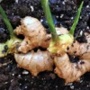 White Ginger Plant - Zingiber Officinale - Live Herb Plant - 4-8 Inch Tall