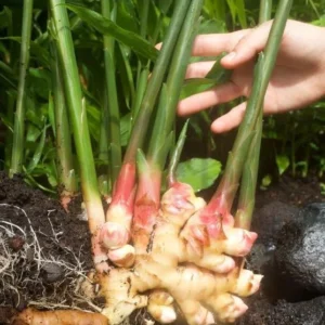 White Ginger Plant - Zingiber Officinale - Live Herb Plant - 4-8 Inch Tall