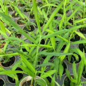 White Ginger Plant - Zingiber Officinale - Live Herb Plant - 4-8 Inch Tall